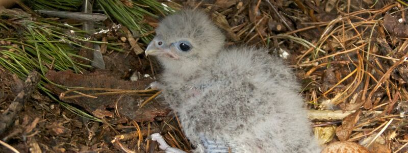Als Küken sind Neuseelandfalken noch flaumig und hell.  - Foto: Steve Attwood/Forest and Bird/dpa