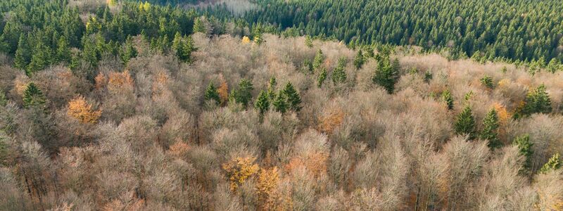 Der deutsche Wald ist zu einer Treibhausgas-Quelle geworden. Das will Bundesumweltminister Carsten Schneider ändern.  - Foto: Sebastian Kahnert/dpa