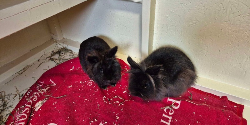 POL-OG: Rastatt - Löwenkopfhäschen ausgesetzt, Zeugen gesucht - Foto: presseportal.de