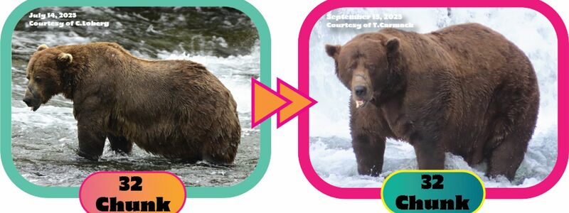 Die Gewichtszunahme über den Sommer hinweg ist dem Lachsfresser deutlich anzusehen. (Handout) - Foto: C. Loberg/T. Carmack/Katmai-Nationalpark/dpa