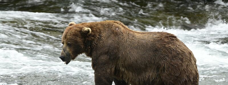Braunbär 32 «Chunk» ist im Juli noch deutlich schlanker. (Handout)  - Foto: Loberg/Katmai Nationalpark/dpa