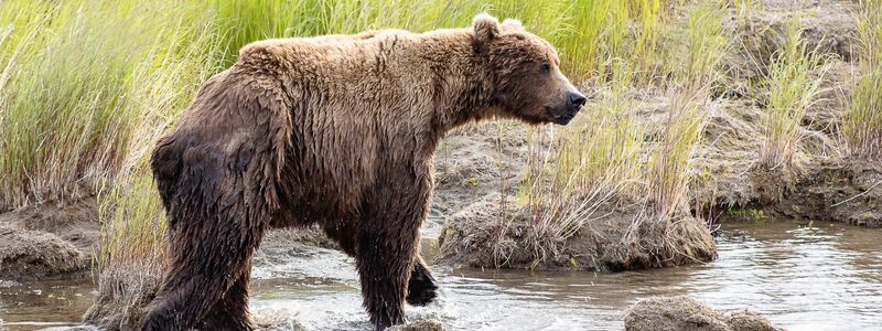 Nach der Winterruhe sind die Braunbären abgemagert. (Handout)  - Foto: A. Monaco/Katmai Nationalpark/dpa