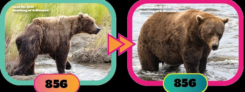 Auch Braunbär Nr. 856 hat ordentlich zugelegt. - Foto: A. Monaco/Katmai Nationalpark/dpa