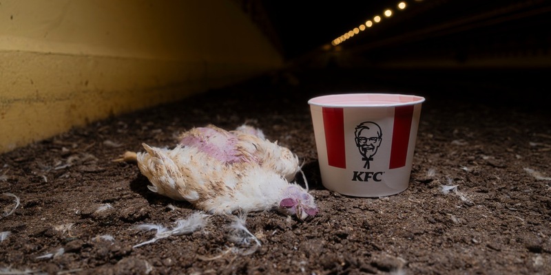 ANINOVA enthüllt: Millionen Hühner leiden für KFC in Brandenburg - aktuelle Bilder belegen Tierquälerei - Foto: presseportal.de