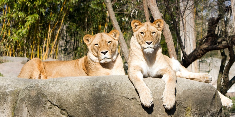 Deutschlands größtes Zoo-Ranking 2025: Vogelpark Marlow, Naturschutz-Tierpark Görlitz und Vogelburg Weilrod vorn - Foto: presseportal.de