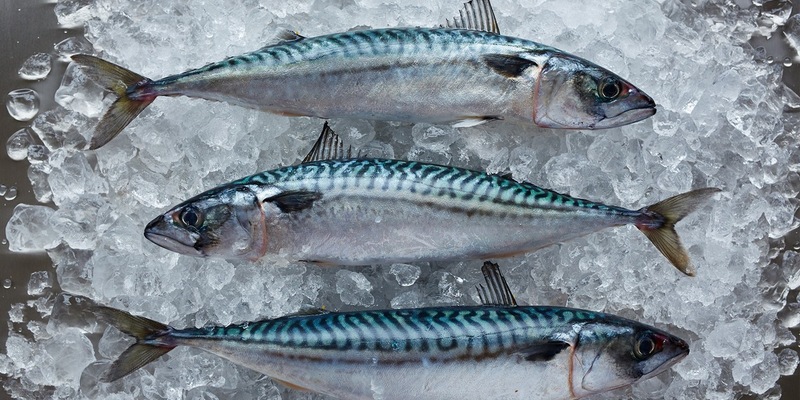 Makrele in Seenot / Neue wissenschaftliche Empfehlung fordert Fangmengenkürzung um 77 % - Foto: presseportal.de