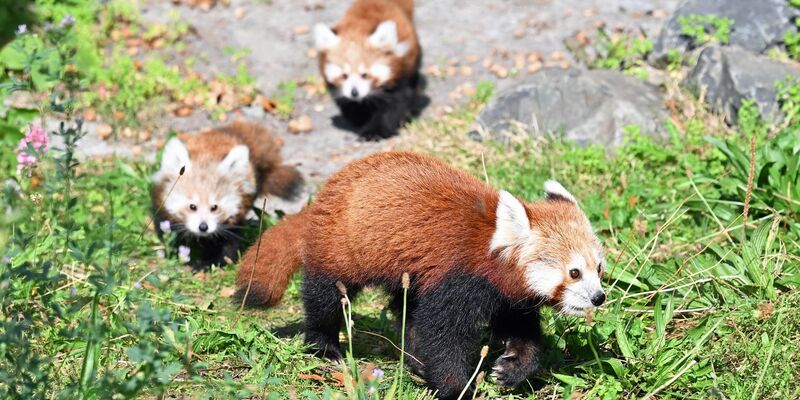 Die Katzenbären sind auch als «Bambusesser», «Feuerfüchse» oder «glänzende Katzen» bekannt. - Foto: Shireen Broszies/dpa