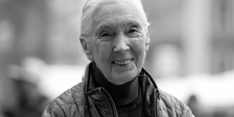 Die britische Schimpansen-Forscherin und Umwelt-Aktivistin Jane Goodall ist tot. - Foto: Sven Hoppe/dpa
