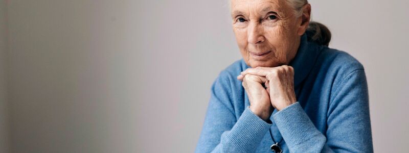Die berühmte Schimpansenforscherin Jane Goodall ist im Alter von 91 Jahren gestorben. (Archivbild) - Foto: Victoria Will/Invision/AP/dpa
