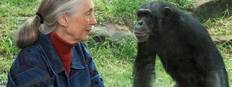 Die britische Ethnologin Jane Goodall traf sich mit Schimpansen im Taronga Zoo. (Archivbild) - Foto: Dean Lewis/AAP/dpa