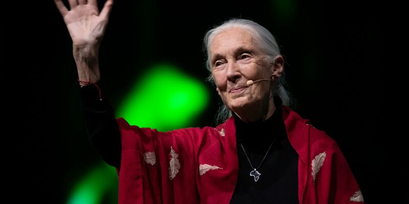 Der Tod der berühmten Schimpansenforscherin Jane Goodall hat weltweit Trauer ausgelöst. (Archivbild) - Foto: Sven Hoppe/dpa