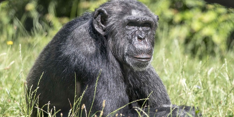 Zoologische Gärten trauern um Jane Goodall / Pionierin der Primatenforschung, Tier- und Umweltschützerin und Unterstützerin wissenschaftlich geführter Zoos - Foto: presseportal.de
