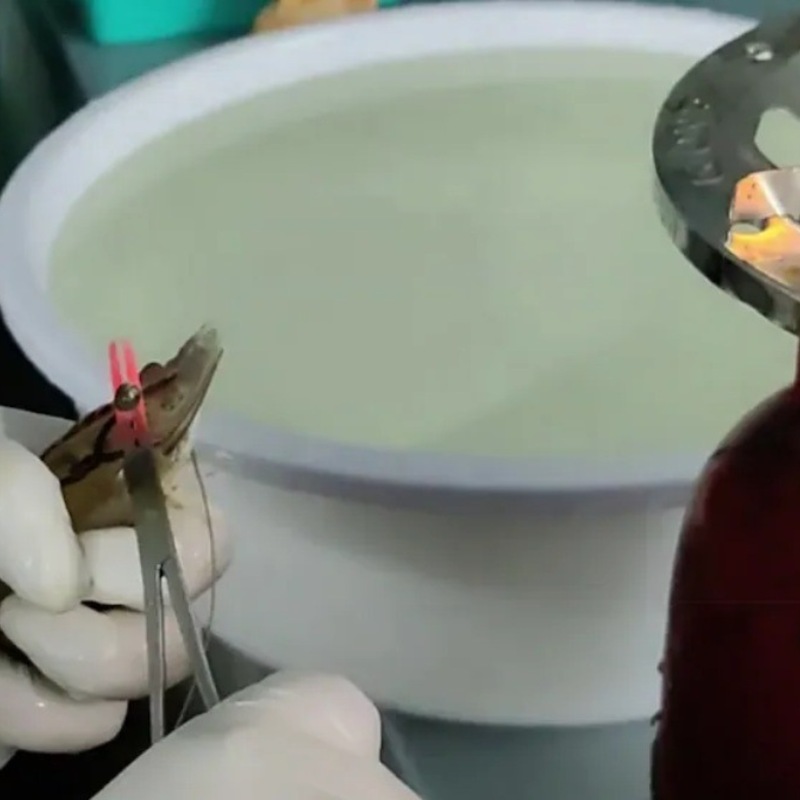 Werden Aldi-Garnelen die Augen abgeschnitten? / Neue Aufnahmen decken verstörende Praktiken in der Garnelenindustrie auf - Verbindung zu deutschen Supermärkten - Foto: presseportal.de