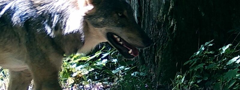 Wölfe behalten ihre Furcht vor Menschen auch dort, wo sie unter Schutz stehen. - Foto: Dries Kuijper/University of Western Ontario/dpa