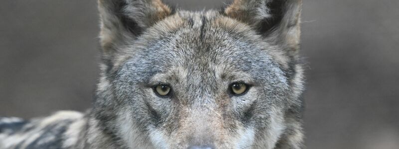 Die Wölfe flohen beim Klang menschlicher Stimmen mehr als doppelt so häufig und verließen den Ort rund doppelt so schnell wie bei harmlosen Naturgeräuschen. (Archivbild) - Foto: Arne Dedert/dpa