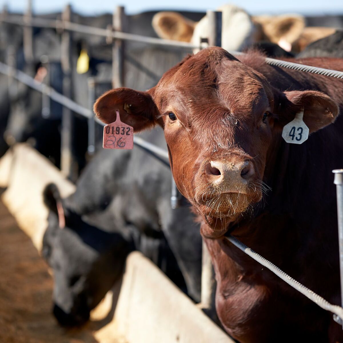Die weltweite Nahrungsmittelproduktion verursacht dem Bericht zufolge rund 30 Prozent der globalen Treibhausgasemissionen. (Archivbild) - Foto: Nati Harnik/AP/dpa