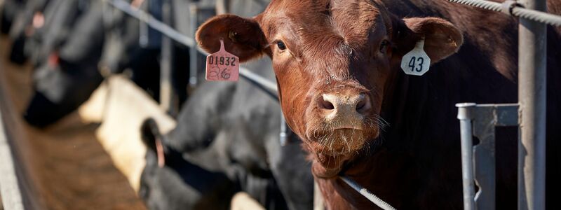 Die weltweite Nahrungsmittelproduktion verursacht dem Bericht zufolge rund 30 Prozent der globalen Treibhausgasemissionen. (Archivbild) - Foto: Nati Harnik/AP/dpa