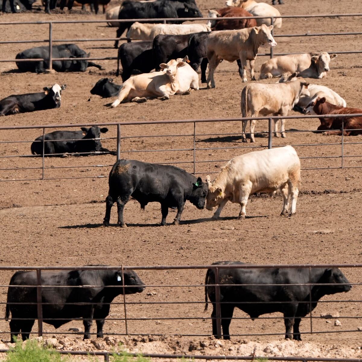 Selbst bei einer globalen Energiewende weg von fossilen Brennstoffen würden allein die Ernährungssysteme dazu führen, dass die Erderwärmung nicht auf 1,5 Grad begrenzt werden kann, heißt es im Bericht. (Archivbild) - Foto: Charlie Riedel/AP/dpa