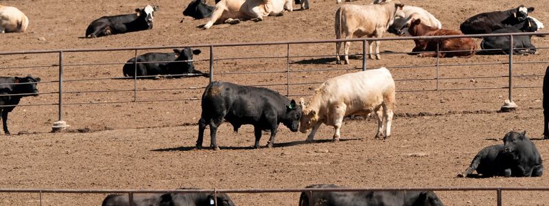 Selbst bei einer globalen Energiewende weg von fossilen Brennstoffen würden allein die Ernährungssysteme dazu führen, dass die Erderwärmung nicht auf 1,5 Grad begrenzt werden kann, heißt es im Bericht. (Archivbild) - Foto: Charlie Riedel/AP/dpa
