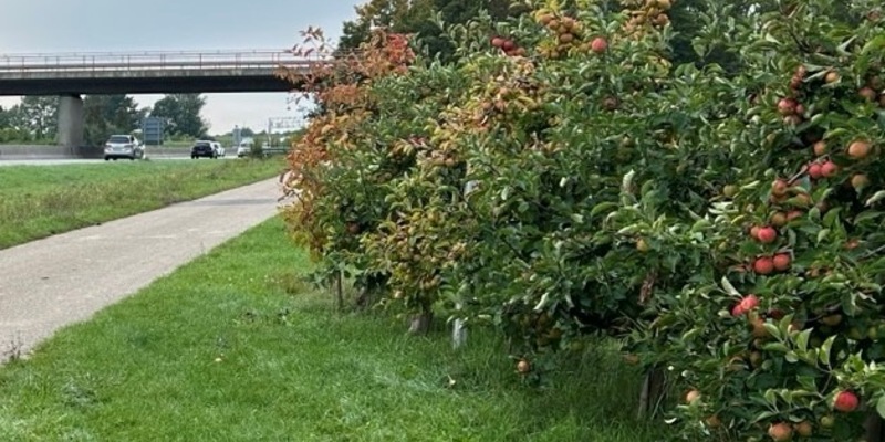 POL-PDLD: Obstdiebstahl - Foto: presseportal.de