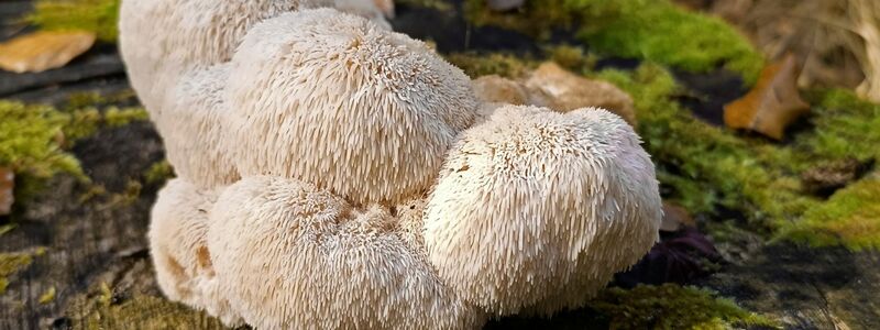 Der Igelstachelbart wird auch Yamabushitake, Löwenmähne, Pom-Pom blanc oder Affenkopfpilz genannt. - Foto: Detlef Schoenfeld/DGfM/dpa