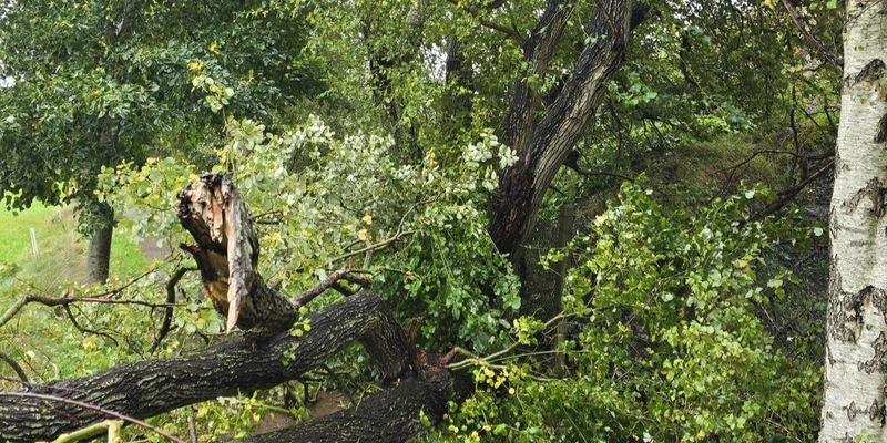 FW-AUR: Gefahrenstelle durch beschädigten Baum - Foto: presseportal.de