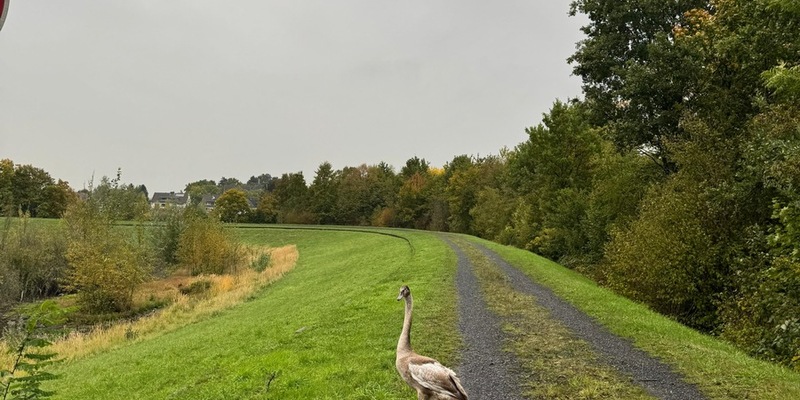 FW-DO: Jungschwan in Dortmund-Scharnhorst aus misslicher Lage befreit - Foto: presseportal.de