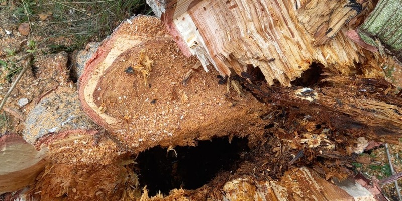 FW-OLL: Baum drohte auf Gebäude zu stürzen - Foto: presseportal.de