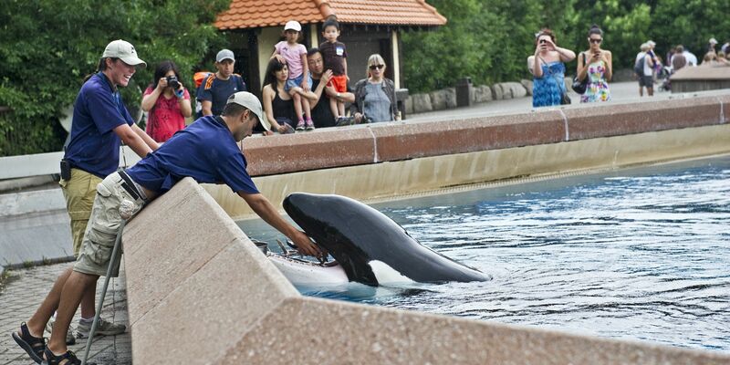 Der inzwischen geschlossene Freizeitpark in Kanada warnt, er müsse womöglich seine Tiere einschläfern. (Archivbild) - Foto: Randy Risling/Toronto Star/Zuma Press/dpa