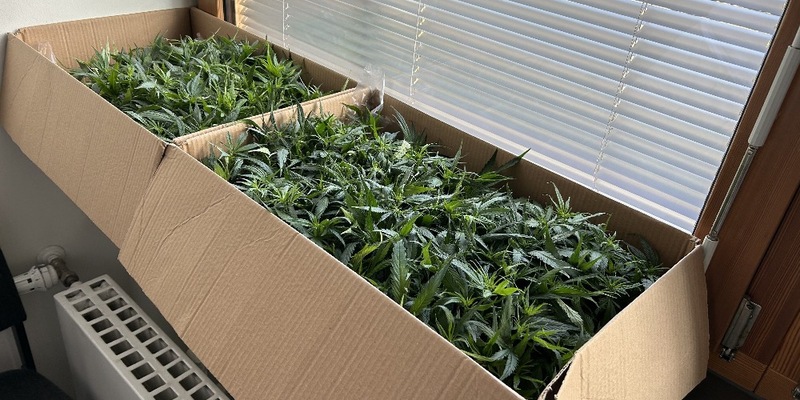 ZOLL-H: Joints für ein ausverkauftes Fußballstadion/ZOLL stellt 181 Cannabispflanzen bei Fahrzeugkontrolle auf der A1 sicher - Foto: presseportal.de