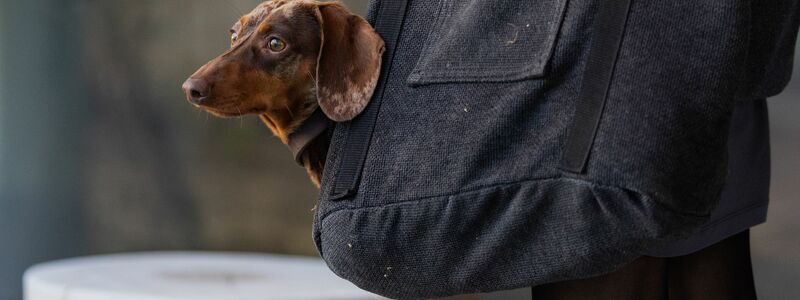 Die Haltung eines Hundes geht ins Geld. (Symbolbild) - Foto: Rolf Vennenbernd/dpa