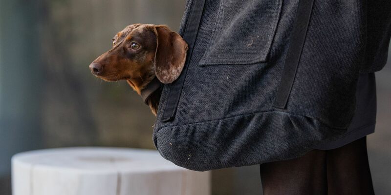 Die Haltung eines Hundes geht ins Geld. (Symbolbild) - Foto: Rolf Vennenbernd/dpa