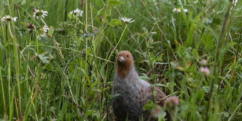 Das in seinem Bestand gefährdete Rebhuhn ist zum Vogel des Jahres gewählt worden. (Archivbild) - Foto: Swen Pförtner/dpa