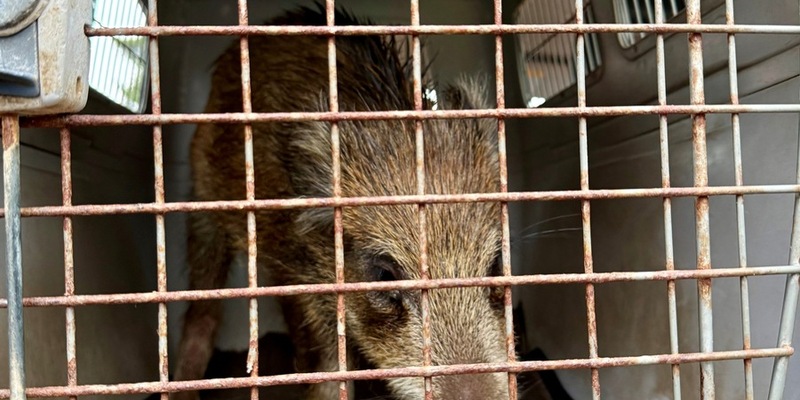 POL-KN: (Bodman-Ludwigshafen, Lkr. Konstanz) Frischling on Tour - kleines Wildschwein legt Verkehr lahm (09.10.2025) - Foto: presseportal.de