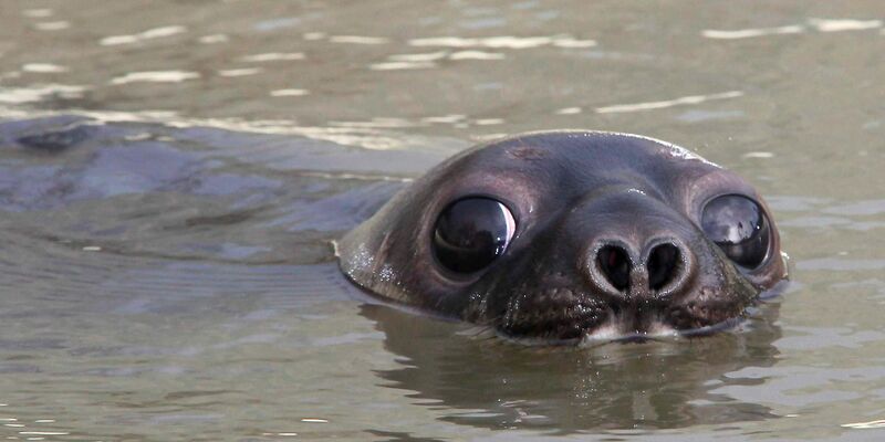 Mützenrobben in der Arktis gelten jetzt als «stark gefährdet» (Archivbild) - Foto: picture alliance / dpa