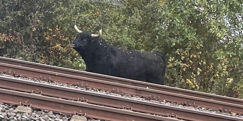 POL-GS: Pressemitteilungen der Polizeiinspektion Goslar vom 10.10.2025 - Foto: presseportal.de