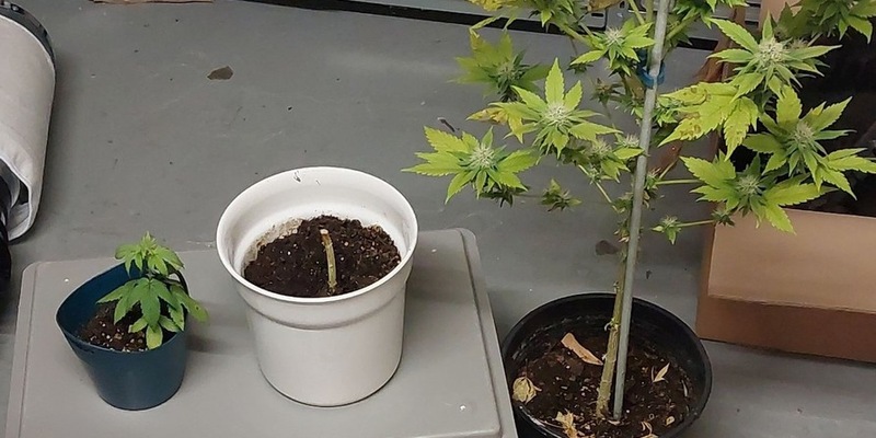 POL-KI: 251010.2 Kiel / Kreis Plön: Polizei findet Hanfplantage - Foto: presseportal.de