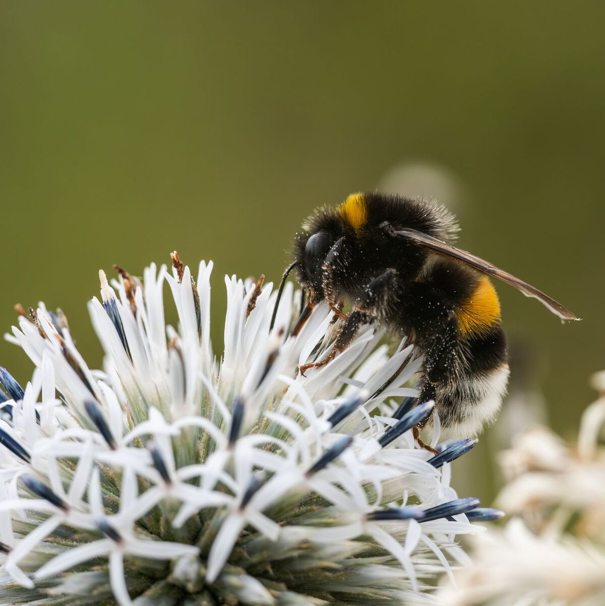 Zehn Prozent der Wildbienen sind in Europa bedroht (Archivbild) - Foto: Silas Stein/dpa