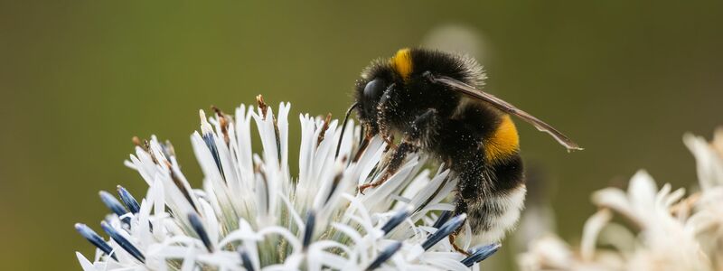 Zehn Prozent der Wildbienen sind in Europa bedroht (Archivbild) - Foto: Silas Stein/dpa