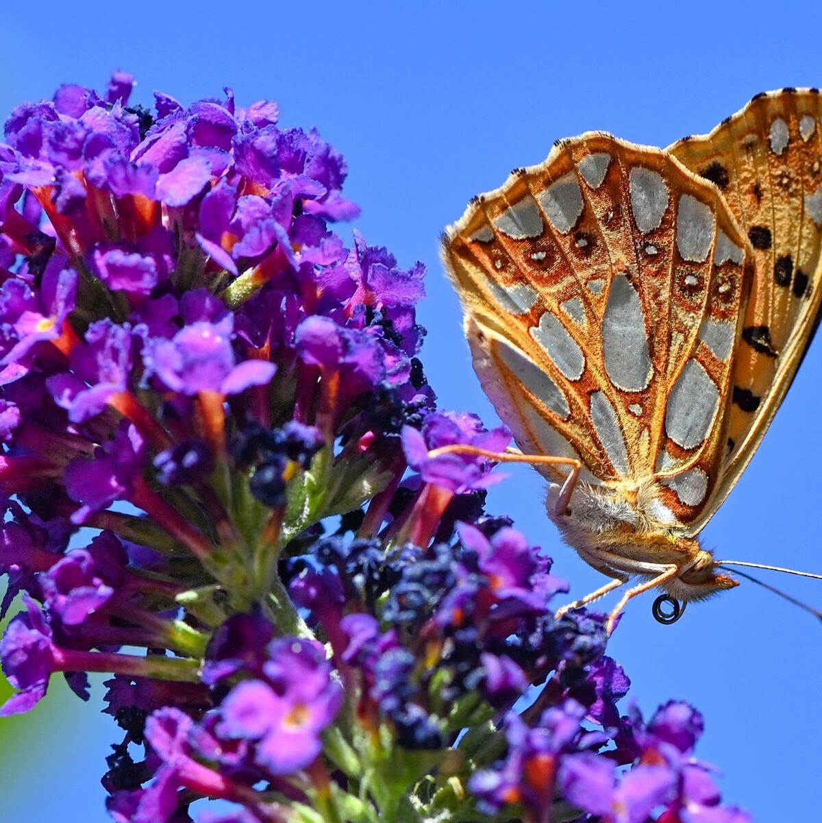 Skandinavische Artverwandte dieses Kleinen Perlmuttfalters (Issoria lathonia) sind bedroht (Archivbild)  - Foto: Patrick Pleul/dpa-Zentralbild/ZB