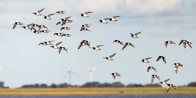 Die IUCN hat mit Blick auf den Schutz des Wattenmeers einige Bedenken (Archivbild) - Foto: Frank Molter/dpa