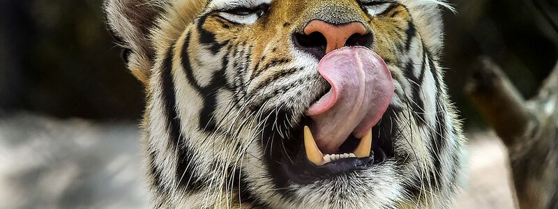 Die Behörden riefen die Bevölkerung auf, sich sofort zu melden, wenn sie den Tiger sehen. (Archivbild) - Foto: CHE-RSK/PTI/dpa