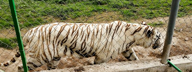 Nach Angaben der Behörden wiegt der entlaufene Tiger rund 130 Kilogramm.  - Foto: -/mexikanische Umweltbehörde/dpa