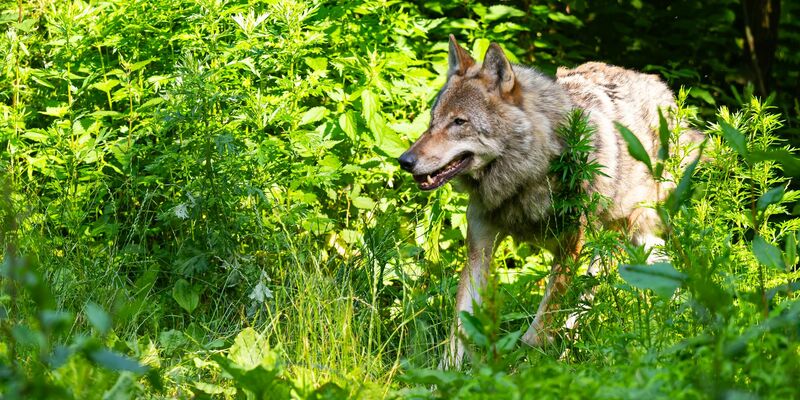 Die Wolfpopulation stagniert in Deutschland auf recht hohem Niveau.  - Foto: Philipp Schulze/dpa