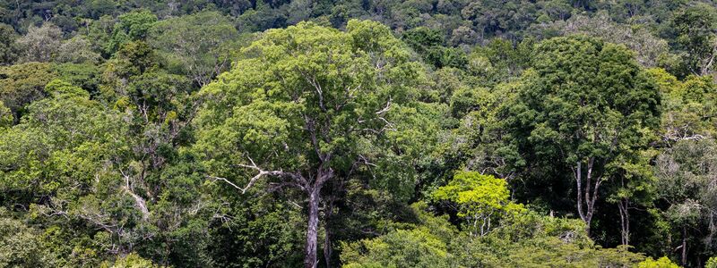 Bedroht: Ein Baum steht im Regenwald in Brasilien. (Archivbild) - Foto: Jens Büttner/dpa