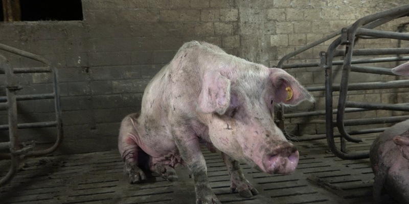 Verwahrlosung, massive Verletzungen und tote Tiere: ANINOVA deckt katastrophale Zustände in Schweinezucht im Märkischen Kreis auf - Foto: presseportal.de