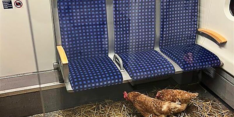«Die Eier sind 1. Klasse», schrieb die Deutsche Bahn auf Instagram zu den zurückgelassenen Hühnern. - Foto: -/Deutsche Bahn AG/dpa