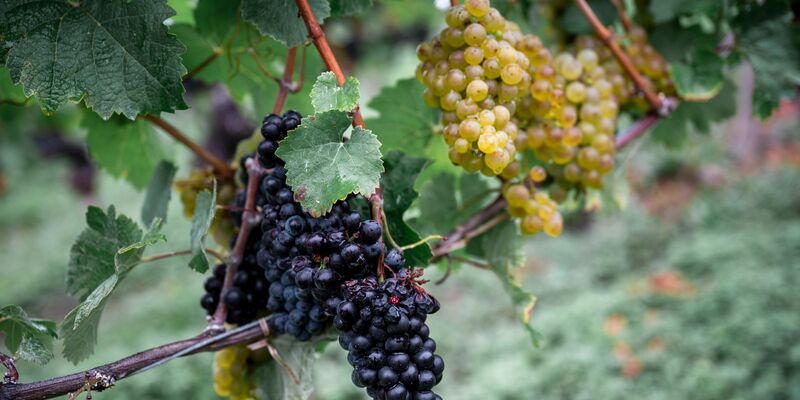 Die Weinernte fällt geringer aus als zu Beginn erwartet. (Archivbild) - Foto: Daniel Vogl/dpa