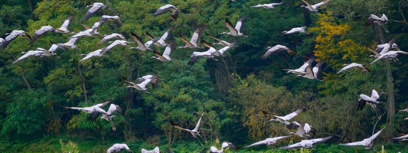 Schätzungsweise 400.000 Kraniche fliegen laut Nabu über mehrere Wochen hinweg über ganz Deutschland. (Archivbild)  - Foto: Patrick Pleul/dpa