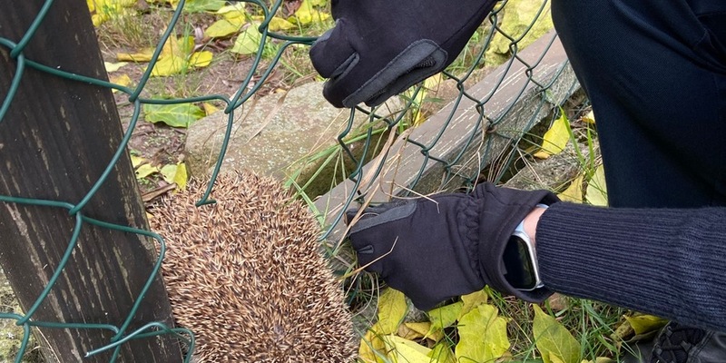POL-PDNW: Haßloch-Igel in Not - Foto: presseportal.de